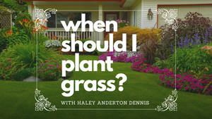 Why you should plant grass right now in DFW