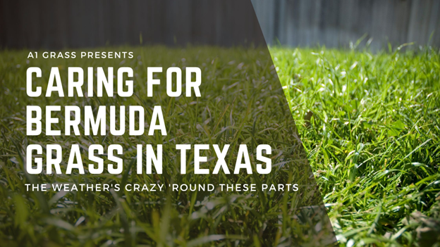 2023 Super Guide for Caring for Bermuda Grass in Texas