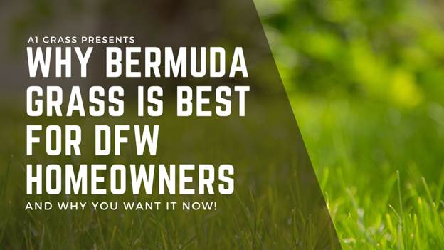 3 Reasons Bermuda Grass is Best for DFW Homeowners