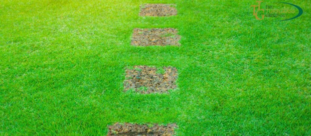 Zoysia Grass Pest Control: A Comprehensive Guide