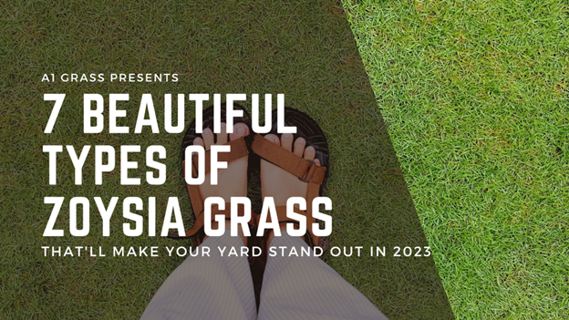 7 Beautiful Types of Zoysia Grass That'll Make Your Yard Stand Out in 2023